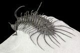 Alien Looking Spiny Quadrops Trilobite - #69573-5